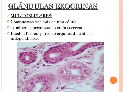 Epitelio Glandular Exocrino Pdf
