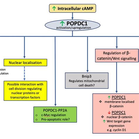 Proposed Mechanisms By Which Popdc1 May Modulate Cell Proliferation