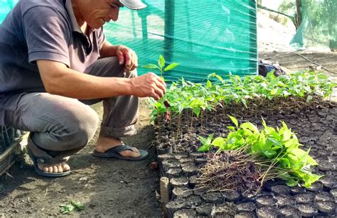 Reforestaction Reforestation In Peru Healing Power Of Trees