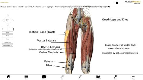 Quadriceps Muscle Anatomy Quadriceps Anatomy Quadriceps Anatomy