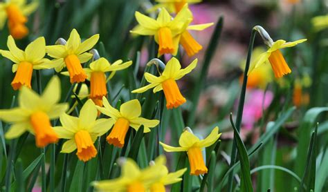 Narcissus Flower Plant Best Flower Site