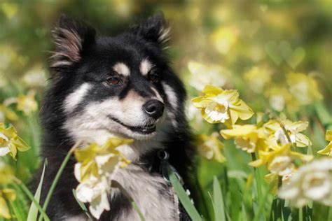 Travelling to finland with a dog. Finnish Lapphund | Dog Breeds Facts, Advice & Pictures ...