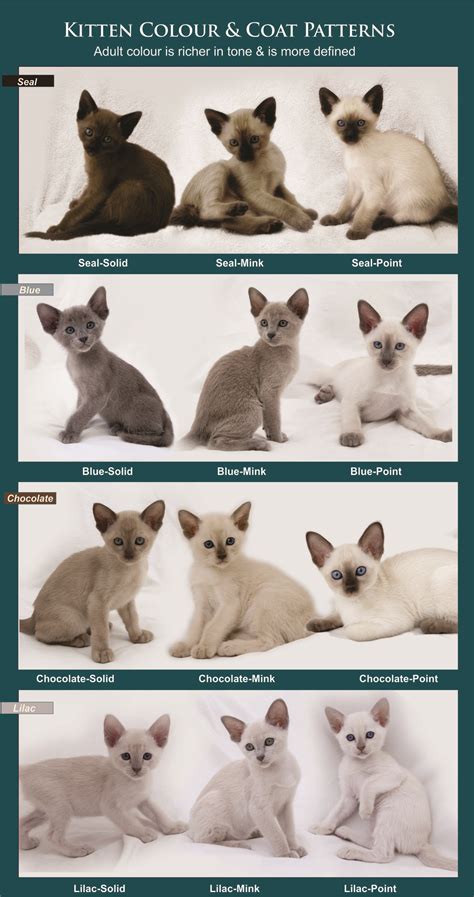 Cats come in so many different colors and patterns that it's simply too difficult to choose a favorite. Coat Colour and Pattern :: Tonkinese Cats & Kittens Queensland