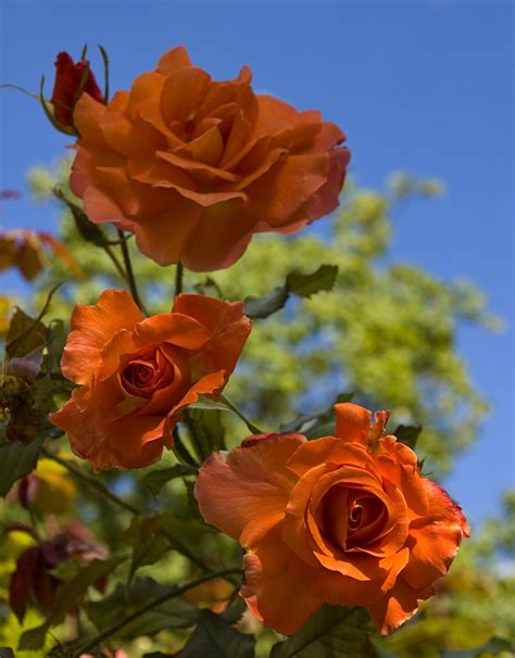 Rosen In Orange Roses In Orange Rosen