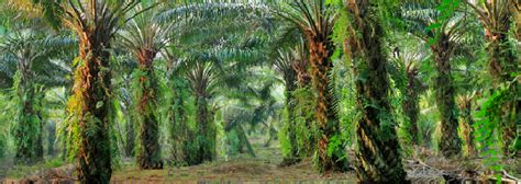 Suruhanjaya komunikasi & multimedia malaysia (mcmc) universal service provider for the provision of time 3 extension phase 2 project for mcmc telekom malaysia (tm) KUB Lupus Kubah Estate Kepada Beradin Plantation - The Kapital