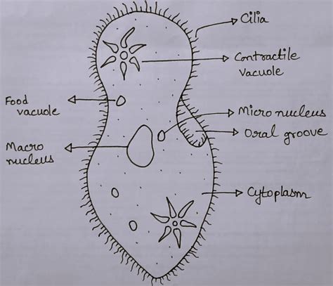 Paramecium Diagram For Class 8 Cbse Class Notes Online Classnotes123