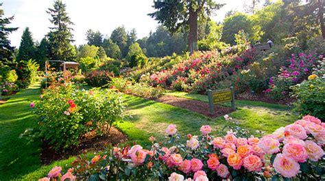 The garden in full bloom. Portland: 10 Things to Do — 5. International Rose Test ...