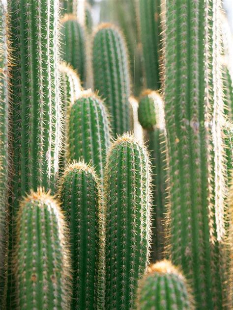 Cactus plants have modified, protective leaves called spines. As well as reducing transpiration, the spines on a cactus ...