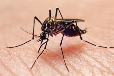 What You Need To Know About The Chikungunya Virus