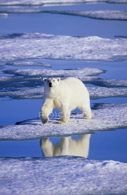 Polar Bear Hunting On Melting Ice Of Svalbard Archipelago Arctic
