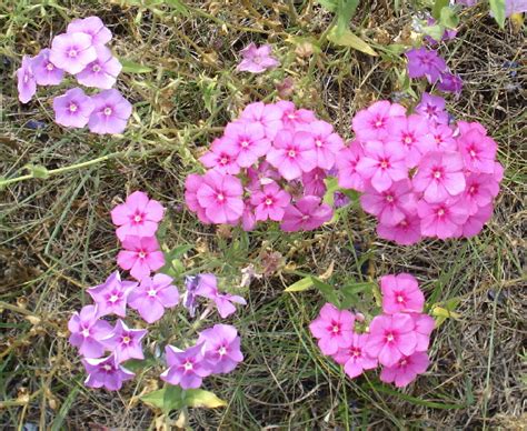 Garden phlox (phlox paniculata) and creeping phlox (phlox subulata). Field of Phlox - Wildwood, FL - Flower Fields on ...