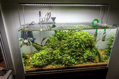 A Basic Guide To Aquascaping Landscaping Inside Your Aquarium