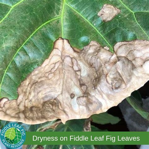 Money tree light brown spots. Brown Spots on Fiddle Leaf Fig Leaves due to dryness and sunburn | Fiddle leaf fig, Fig plant ...