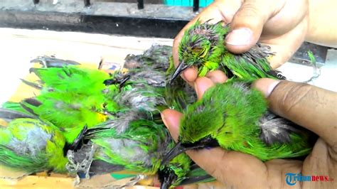 Hal di atas itulah beberapa cara untuk mengantisipasi agar burung piyikan/anakan tidak mati sebelum berkembang. Foto Burung Cucak Ijo Mati - Burung Cucak Dilarang Kicau ...