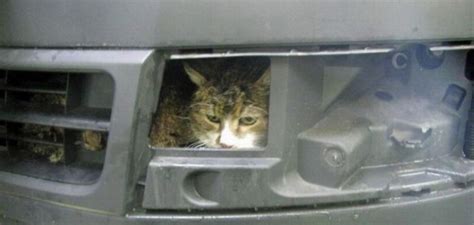 Cat Stuck In Bumper Survives Car Wash And Drive Autoevolution