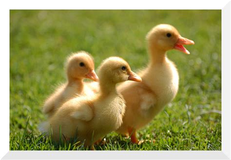 To serve life every day, our teams work proactively alongside customers and partners, to improve the welfare of humans and animals alike and to preserve the planet's. More Pekin Ducklings by Ahorselv on DeviantArt