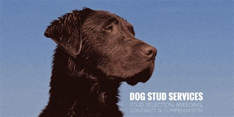 Dog Stud Services — Stud Selection, Breeding, Contract & Compensation