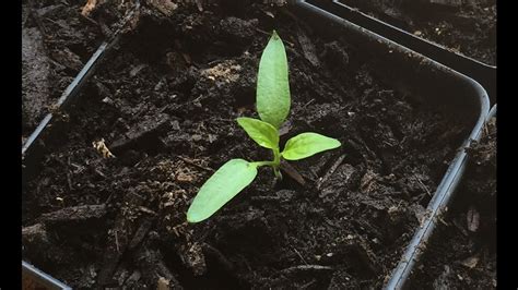 How to sow and plant only home gardeners who enjoy long growing seasons in the deep south should attempt to sow pepper seeds directly in the. 039: How to Transplant Pepper Seedlings - YouTube