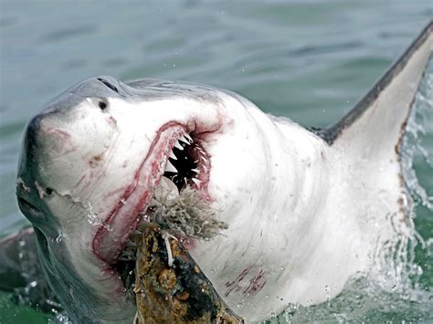 How To Survive A Shark Attack Business Insider