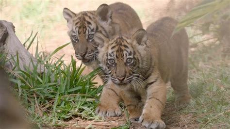 Sumatran Tiger Cubs Debut At San Diego Zoo