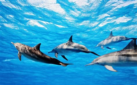 Dolphins Dolphins Wallpaper 39486591 Fanpop
