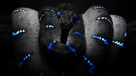 Cool Snake Wallpapers Wallpaper Cave