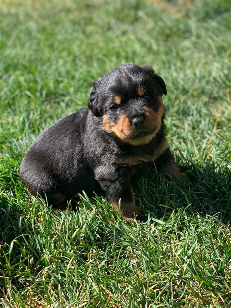 Rottweiler puppy for sale near colorado, aurora, usa. Rottweiler Puppies For Sale | Colorado Springs, CO #310006