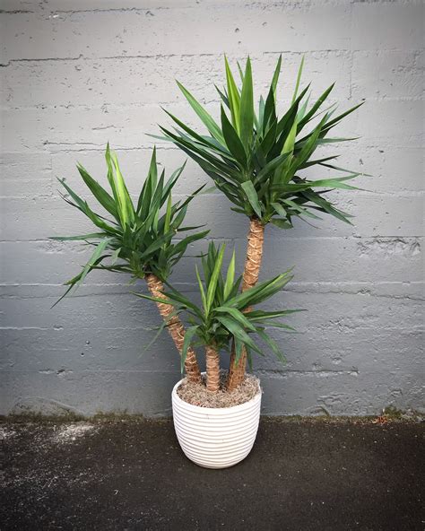 Yucca is a genus of evergreen trees of the agave family agavaceae. Floor Yucca | Trees to plant, Flower delivery, Yucca plant