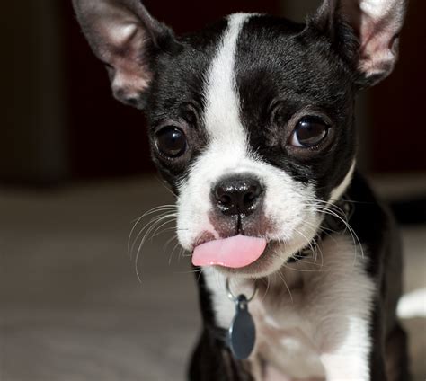 Illustration of valentine day boston terrier. 9 Reasons Why Your Dog Won't Stop Shivering | Dogs