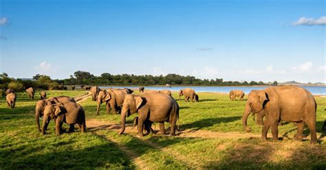 Where To See Animals In Sri Lanka Best Wildlife Safaris Exoticca Blog