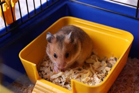 Do Hamsters Eat Their Poop A Data Backed Study Hamsteropedia