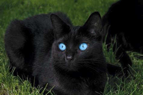 Pin By Susie Slifer On Black Cats Cat With Blue Eyes Cats Black Cat