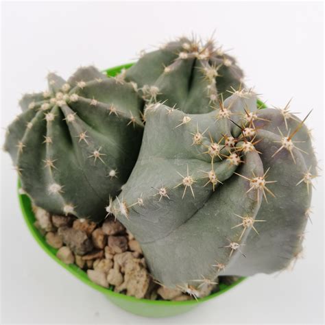 One cactus plant may have thousands of spines, and these collectively work together to shield the plant from the hot sun that may promote moisture loss. Echinocereus subinermis - Giromagi Cactus and Succulents