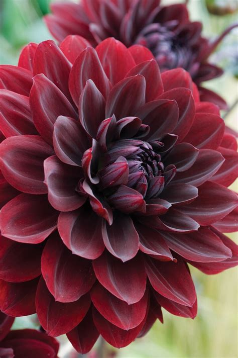 Maybe you would like to learn more about one of these? Dahlia Arabian Night - Decorative|Woolmans Flower Bulbs