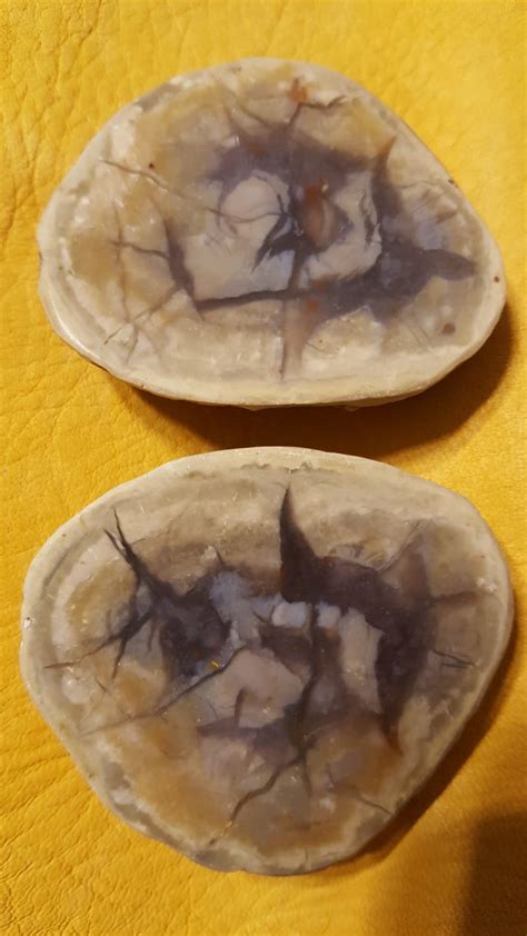 We did not find results for: COPROLITE | Rock Tumbling Hobby