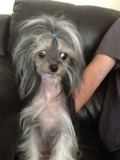 Hairy hairless dog | Hairless dog, Dogs, Hairless