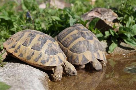 Pantherschildkröte (geochelone pardalis) von ms reptilien danke stefan und team. Bau einer neuen Trink- und Badeschale | Landschildkröten ...