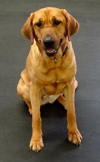 It was released by new line cinema on november 19, 1993. Broholmer Dog Breed Information and Pictures, Broholmers ...