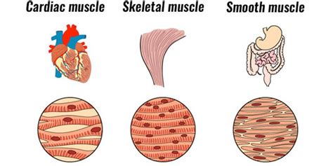 Types Of Muscle