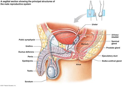 3d model of a human male body from the front and back. Male Reproductive System Diagram | 101 Diagrams