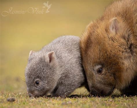 Australian Geographic On Instagram “wombat Wednesday This Mum And