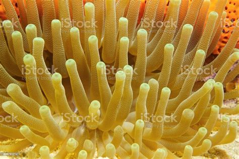 Underwater Marine Life Tentacles Of Giant Anemone Stock Photo