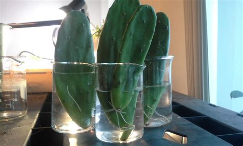 The prickly pear is opuntia: "Hydro" Prickly pear/cacti- Force rooting cacti cuttings ...