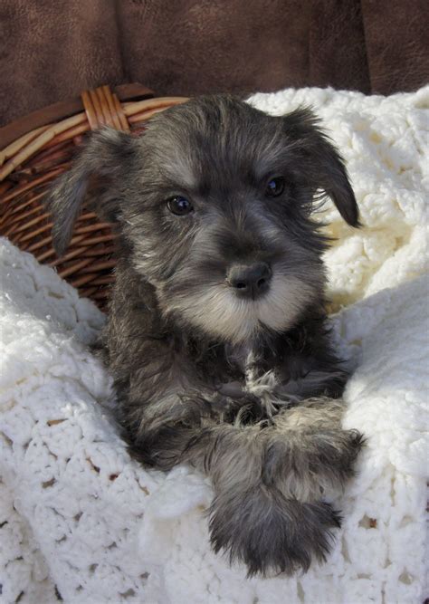 Originally, he was meant to be used as a little farm dog with the ability to track and catch all sorts of vermin. salt and pepper Miniature Schnauzer Puppies for sale ...