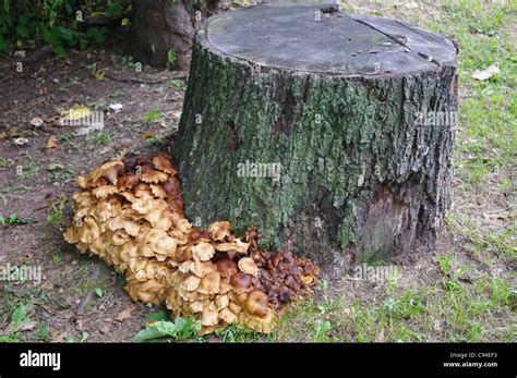 Large Cluster Of Armillaria Mushrooms Growing Around A Tree Stump
