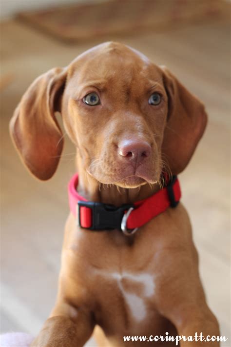 Members receive russet rumours a periodic newsletter containing information about club activities and news about vizslas. Mokey, the Hungarian Vizsla puppy - Corin Pratt