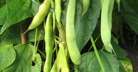 Choose a bright spot near large windows or under artificial grow lights to set up your planter. How to Grow Red Kidney Beans from Dried | Garden How
