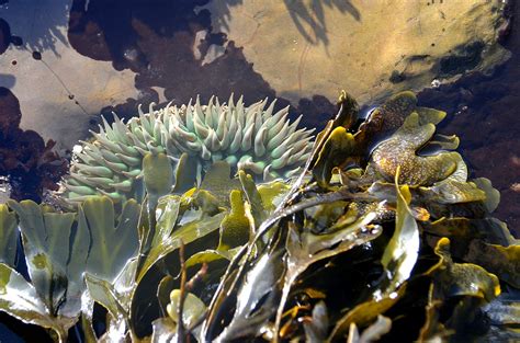 Edupic Coastal Biomes And Habitats