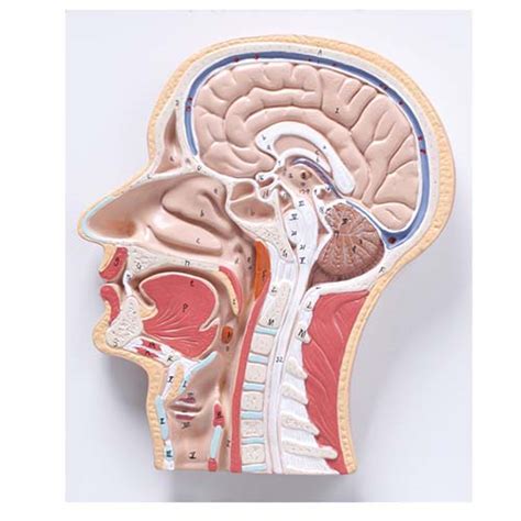 Cabeça Com Corte Mediano COL Atos Medica