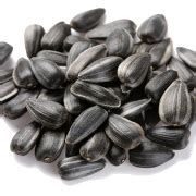 Free Free 212 Transparent Background Sunflower Seeds Clipart SVG PNG EPS DXF File